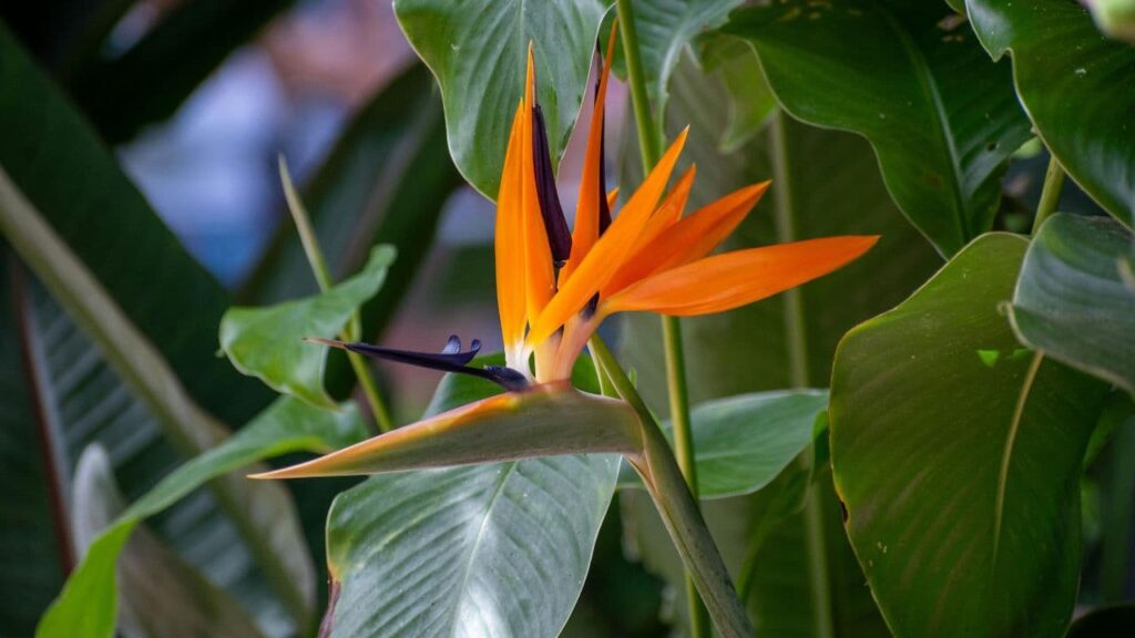 Bird of Paradise (Strelitzia reginae)