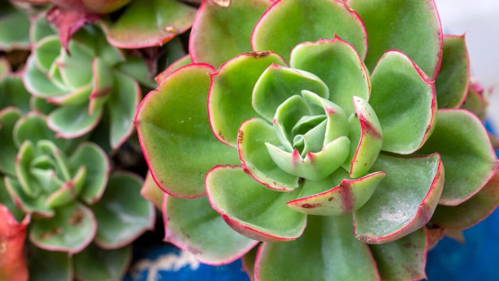 Blue Echeveria (Echeveria glauca)