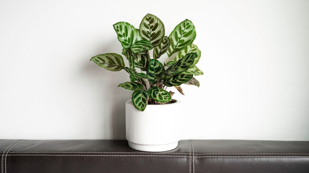 Calathea (Calathea orbifolia / Calathea makoyana)