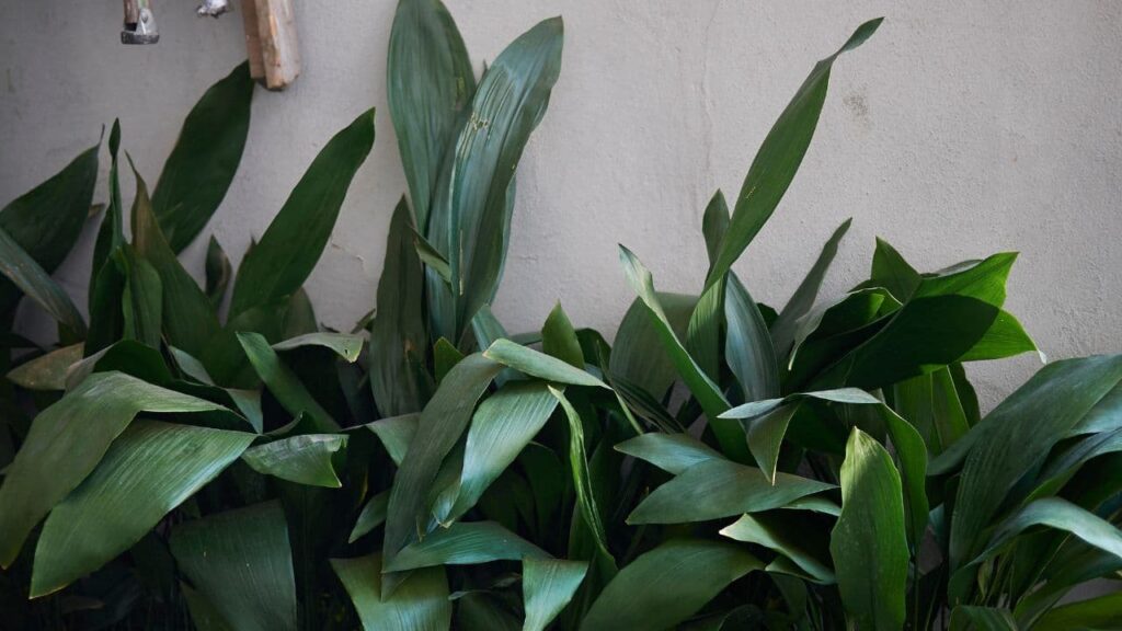Cast Iron Plant (Aspidistra elatior)