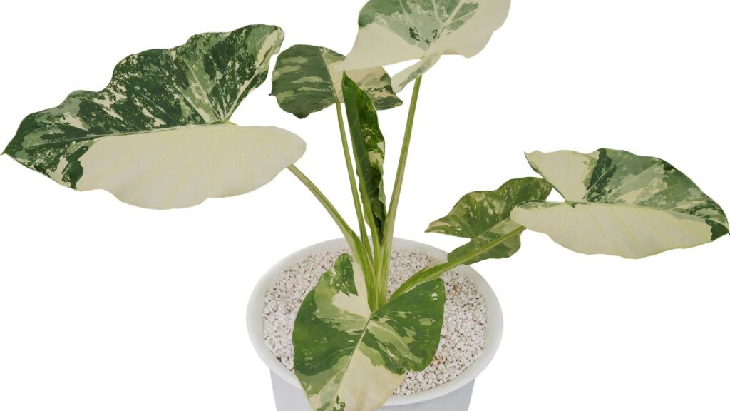 Elephant Ear Plant (Alocasia / Colocasia)