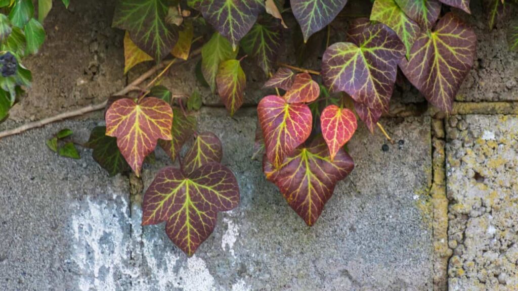 English Ivy (Hedera helix)