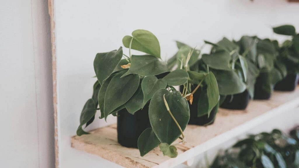Heartleaf Philodendron (Philodendron hederaceum)