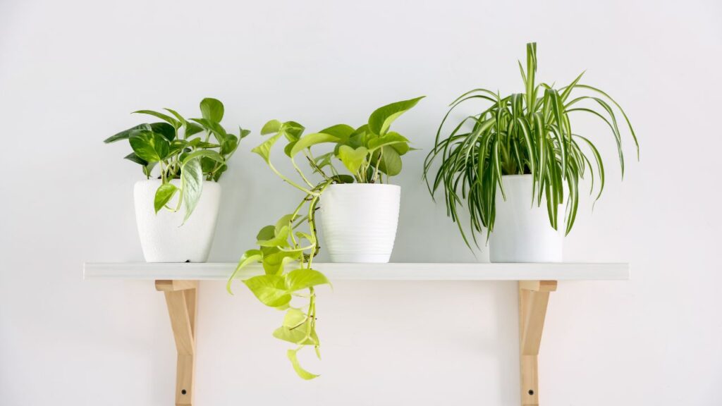Install a Minimalist Ledge Display