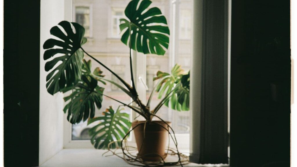 Monstera Deliciosa