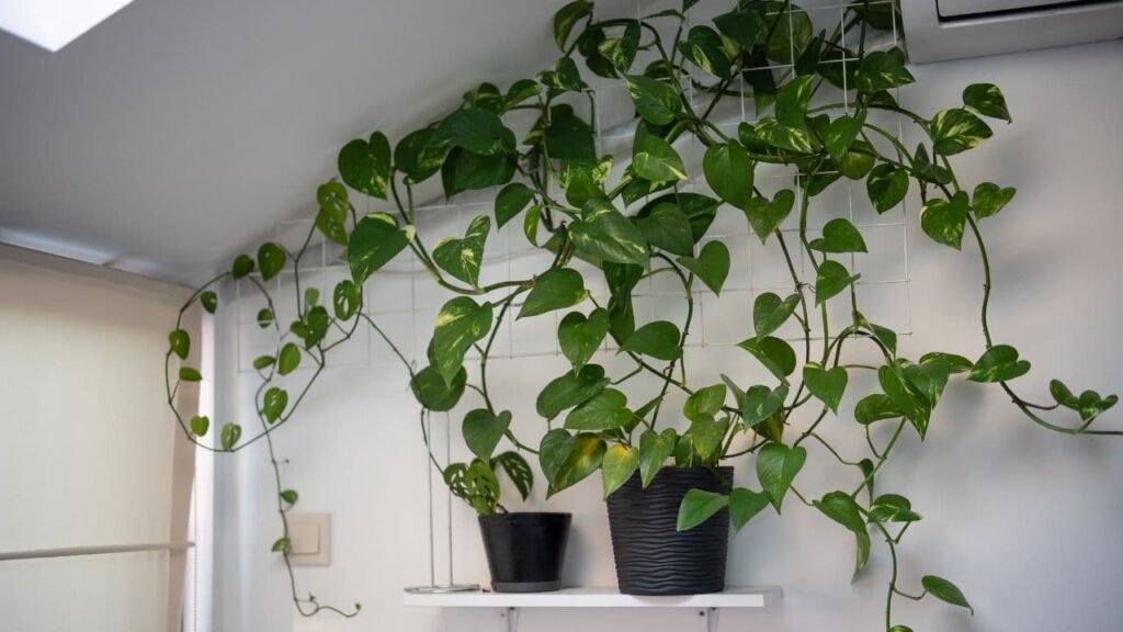 Pothos (Epipremnum aureum)