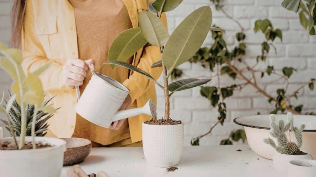 Reasons Your Indoor Plant Leaves Are Turning Yellow