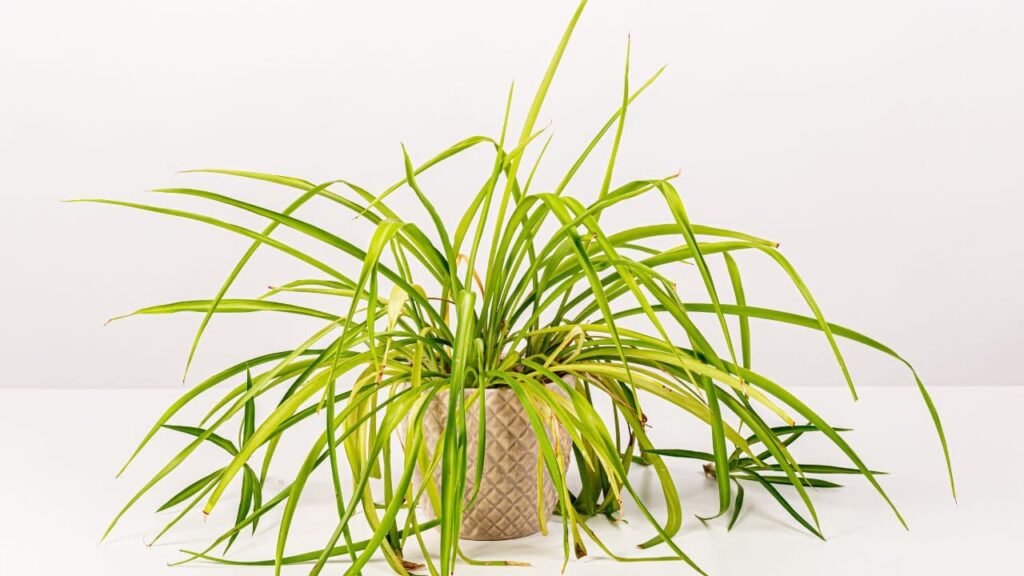 Spider Plant (Chlorophytum comosum)