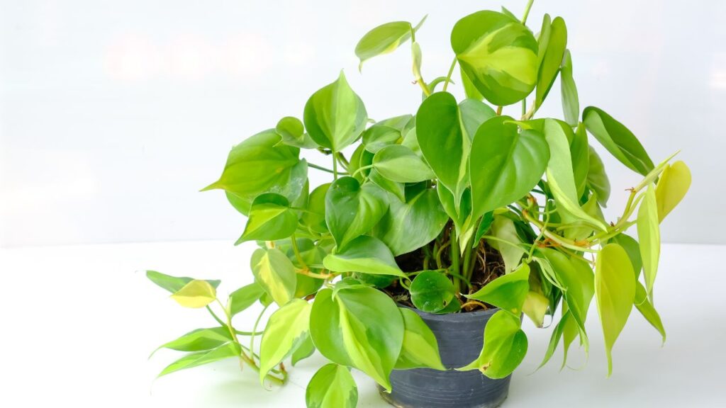 Philodendron