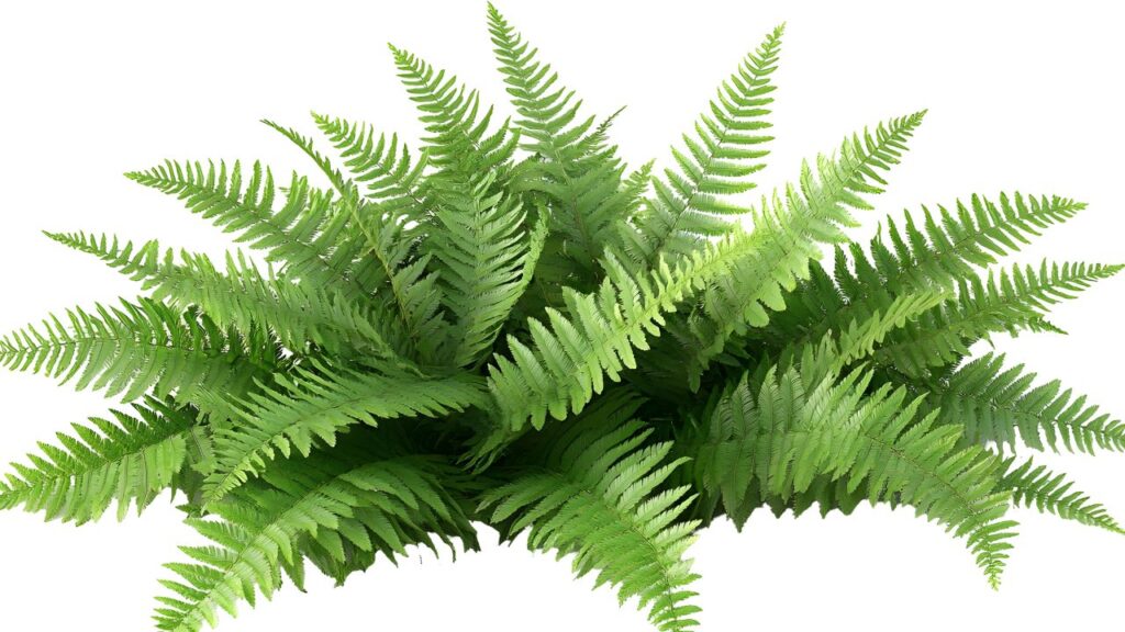 indoor vs outdoor – who wins?